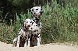 DALMATIEN 311